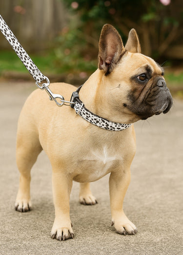 Collier pour chien + laisse léopard Blanc