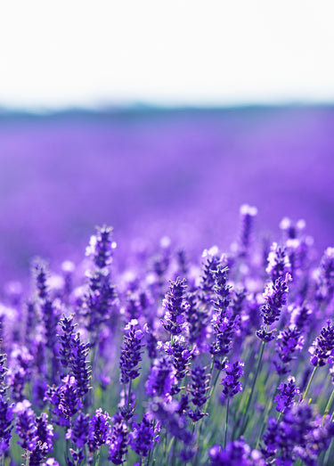 Protèges petits orteils lavande x 2 Mauve