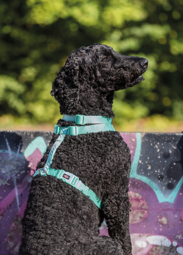 Harnais sangle Premium pour chien Aqua