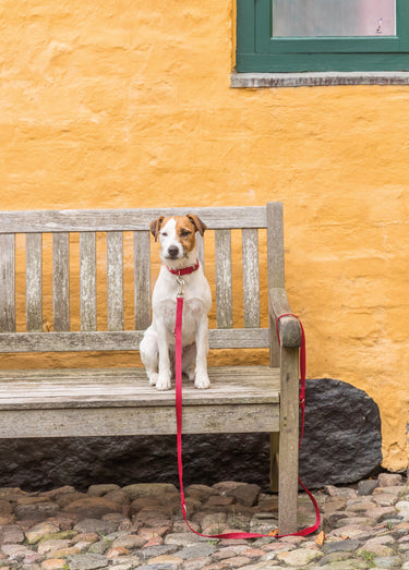 Laisse réglable Premium pour chien Rouge