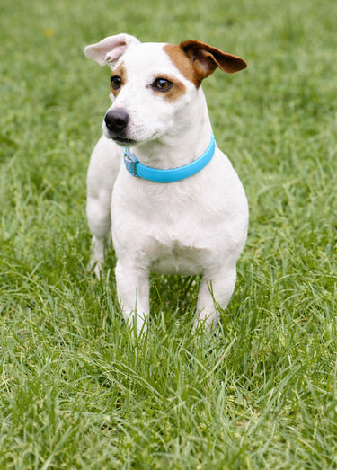 Collier fantaisie pour grand chien Bleu