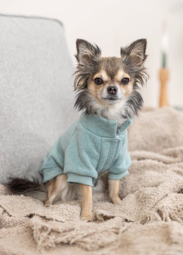 Sweat shirt en polycoton, pour chien Menthe