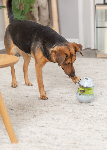 OEuf culbuto à friandises, pour animaux Gris