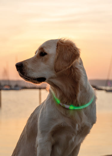 Anneau lumineux flash USB pour chien Vert