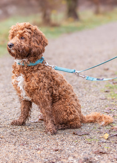 Laisse réglable Premium pour chien Aqua