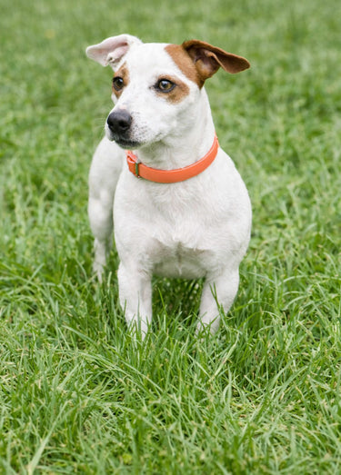 Collier fantaisie pour grand chien Orange