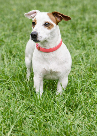 Collier fantaisie pour grand chien Rose