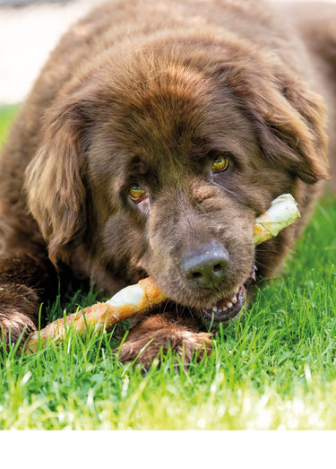Friandises poulet DENTA FUN pour chien x6