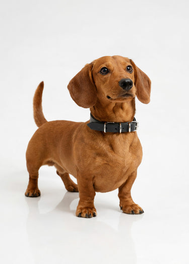 Collier cuir et boucle métal, pour chien Noir