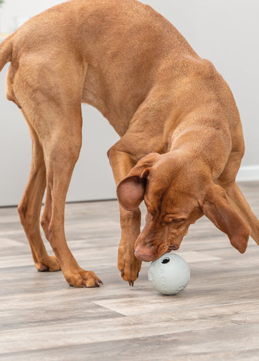 Balle de jeu pour snacks, pour chien Gris