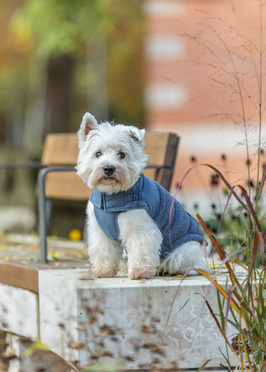 Manteau chaud déperlant pour chien Bleu