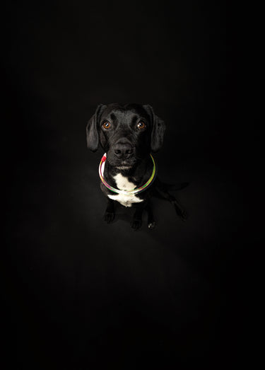 Anneau lumineux flash USB pour chien Multico