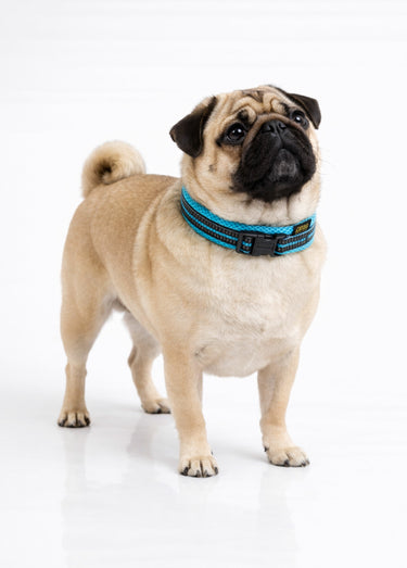 Collier fluo réfléchissant pour chien Bleu