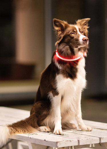 Anneau lumineux flash USB pour chien Rouge