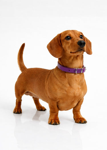 Collier cuir et boucle métal, pour chien Violet