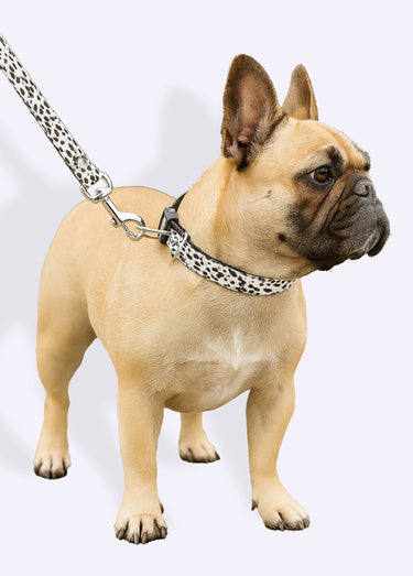 Collier pour chien + laisse léopard Blanc