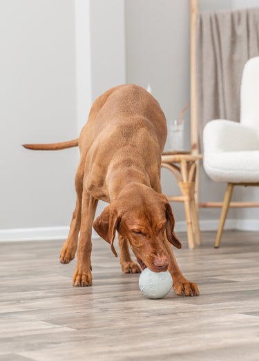 Balle de jeu pour snacks, pour chien Gris