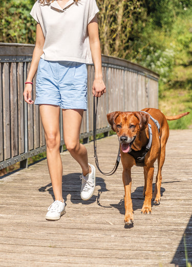Laisse réglable Premium pour chien Noir