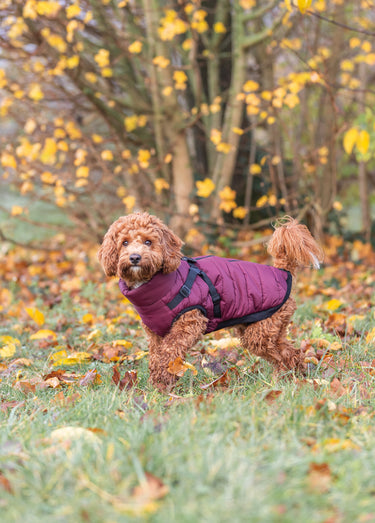 Manteau chaud avec harnais, pour chien Sangria