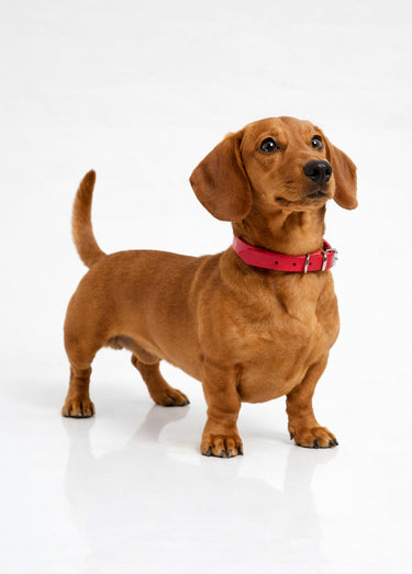 Collier cuir et boucle métal, pour chien Rouge