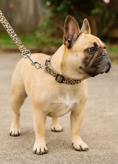 Collier pour chien + laisse léopard Jaune