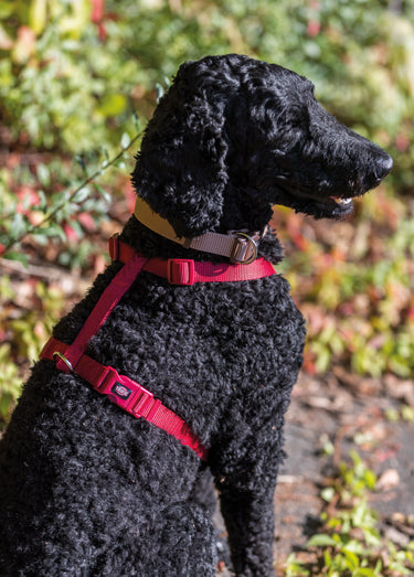 Harnais sangle Premium pour chien Rouge