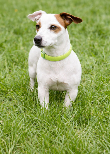 Collier fantaisie pour grand chien Jaune