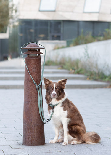 Laisse PVC réglable CITY STYLE pour chien Sauge