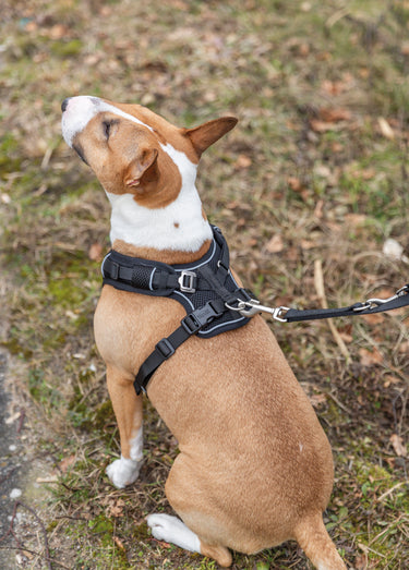 Harnais pour chien Premium FLEX MESH Noir