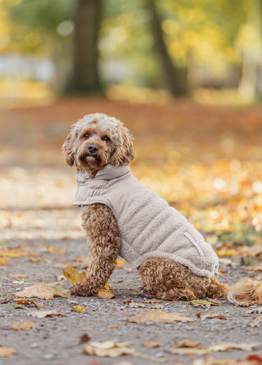 Manteau chaud déperlant pour chien Gris