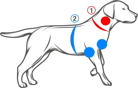 Comment prendre les mesures de votre animal?
